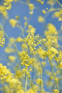 Close-up of yellow flowering plant on field