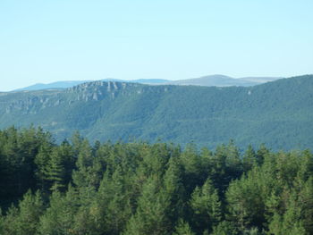 Scenic view of pine trees against sky