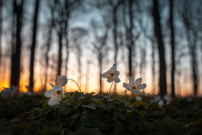 Close-up of plants growing in forest