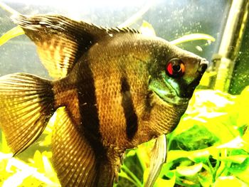 Close-up of fish swimming in aquarium