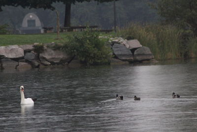 Swans swimming in lake