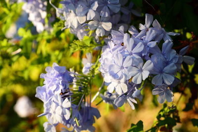 Close-up of blue flowering plant