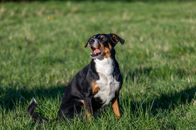 Dog sitting on grass