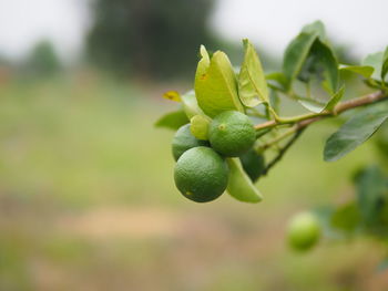 Close-up of berries growing on plant