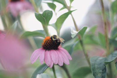 Close-up of butterfly pollinating on purple flower