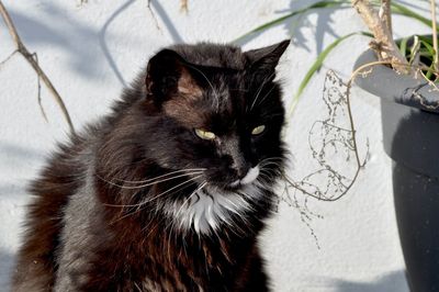 Close-up portrait of a cat