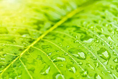 Full frame shot of wet leaves