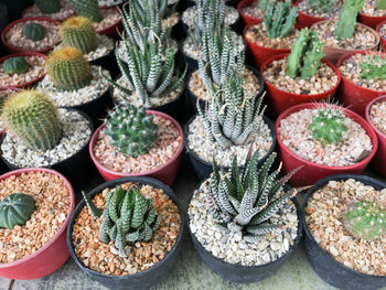 High angle view of potted succulent plants at nursery