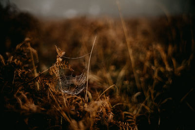 Dew covered cobweb ion an autumnal fall morning