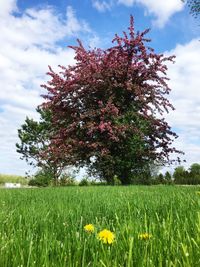 Fresh yellow flowering plants on field against sky