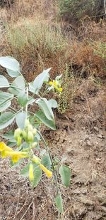 High angle view of flowering plant on field