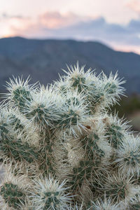 Close-up of cactus plant against sky