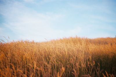 View of stalks in field against sky