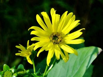 Close-up of insect on yellow flower