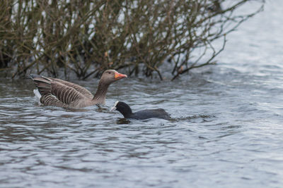 Birds swimming in lake