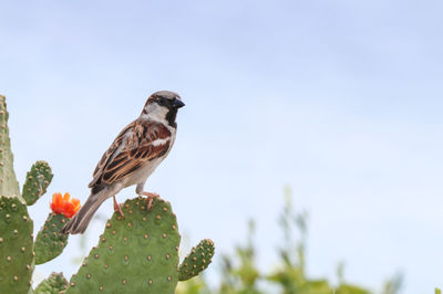 Low angle view of bird perching on plant against sky