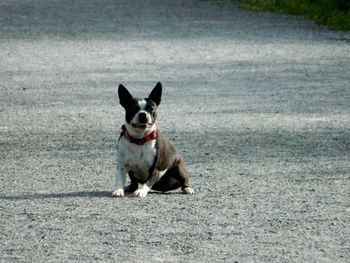 Portrait of dog