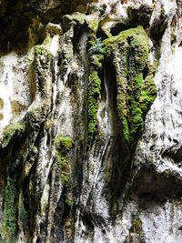 Close-up of tree trunk in cave