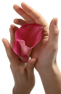 Close-up of hand holding pink rose against white background