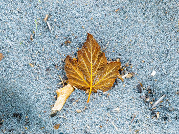 leaf