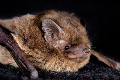 The nathusius' pipistrelle pipistrellus nathusii