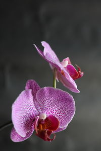 Close-up of flower blooming outdoors