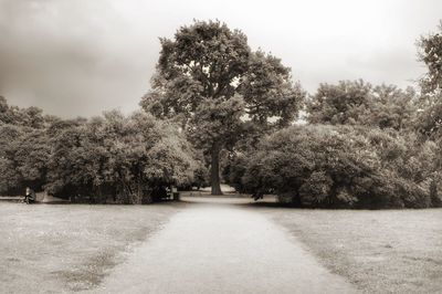 Road passing through forest