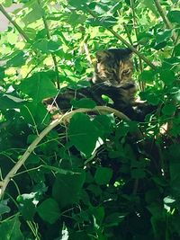 Cat on leaf