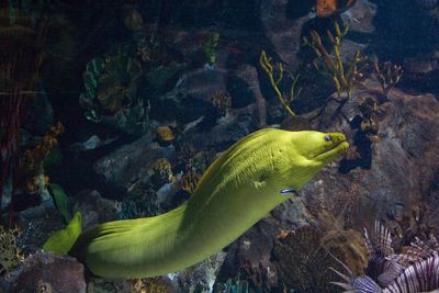 Close-up of green moray eel swimming amidst coral reef undersea