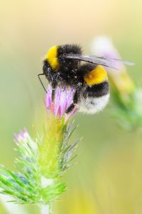 Close-up of bee pollinating on yellow flower