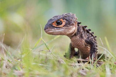 Close-up of a turtle on field