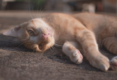 Close-up of cat resting