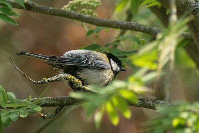 Close-up of bird perching on branch