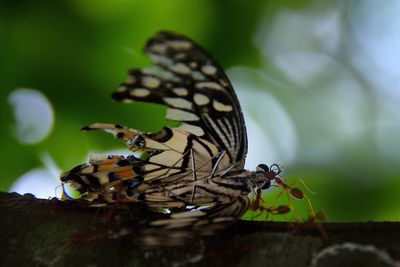 Close up of an animal