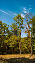 Trees on landscape against sky