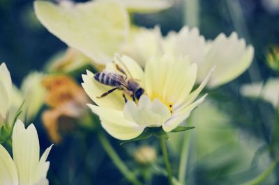 Close-up of bee on yellow flower