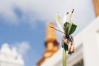 Close-up of flower against blurred background