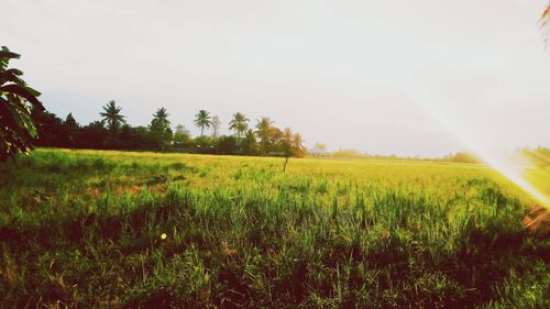 Scenic view of grassy field against sky