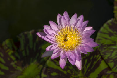 Close-up of insect on purple flower