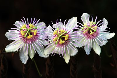 Close-up of white flowering plants against black background