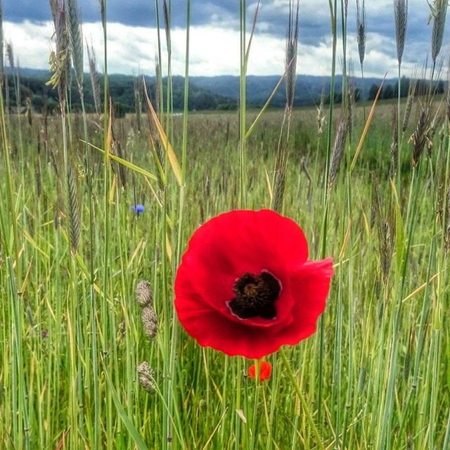 flower, red, freshness, growth, poppy, petal, field, fragility, beauty in nature, grass, flower head, plant, nature, blooming, single flower, close-up, focus on foreground, green color, stem, tranquility