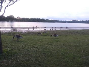 View of birds on grassy field by lake