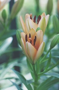 Close-up of flowering plant