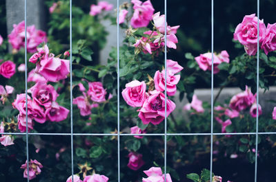 Close-up of pink roses blooming outdoors