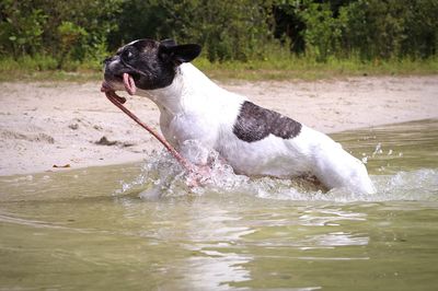 Dog drinking water in lake