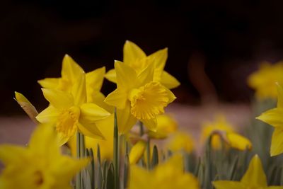 Close-up of yellow flowering plant