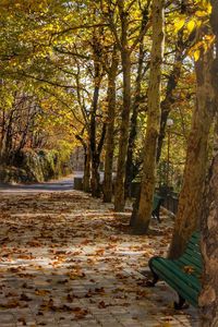 Walkway amidst trees during autumn