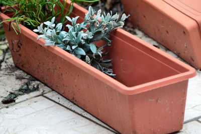 High angle view of potted plant