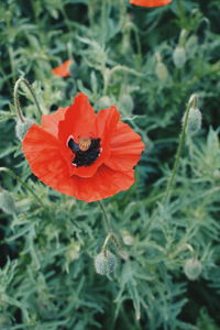 Close-up of red poppy blooming outdoors