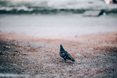 Bird on a land